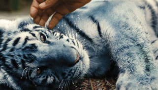 Modrý tygr (2012)