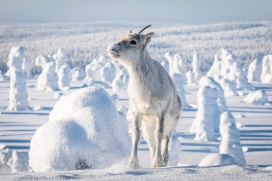 Ailo: Une odyssee en Laponie (2018)