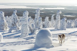 Ailo: Une odyssee en Laponie (2018)