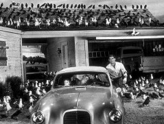 The Birds (1963) - Rod Taylor