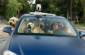 Year of the Dog (2007) - Molly Shannon