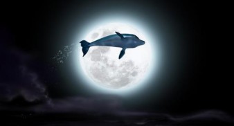 El delfín: La historia de un soñador (2009)