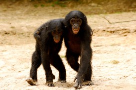 Bonobos (2011)